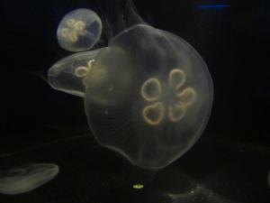 IMG 3674 - Kwal Two Oceans Aquarium Kaapstad