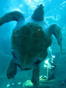 IMG 3677 - Zeeschildpad Two Oceans Aquarium Kaapstad