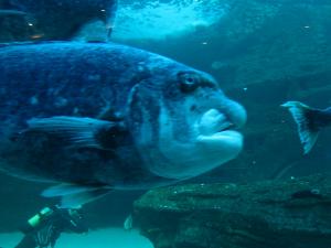 IMG 3681 - Lelijke vis Two Oceans Aquarium Kaapstad